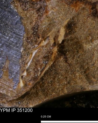 Limopsis striatopunctatus
