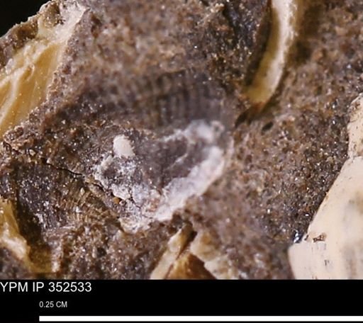 Parallelodontidae?