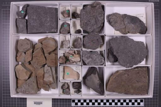mixed taxa, stratigraphic collection