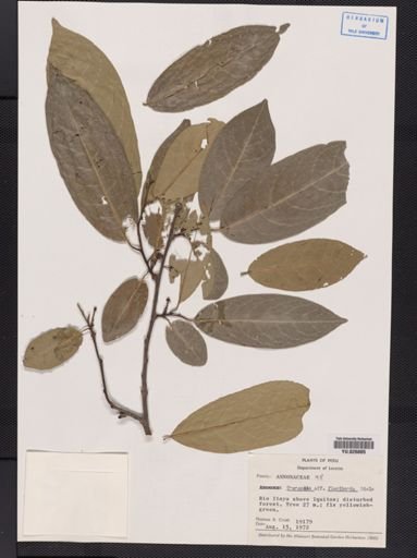 Unonopsis
