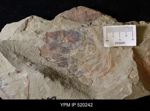 undet. Arthropoda