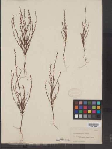 Polygonum tenue
