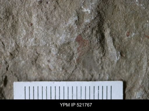 undet. Hyolithida