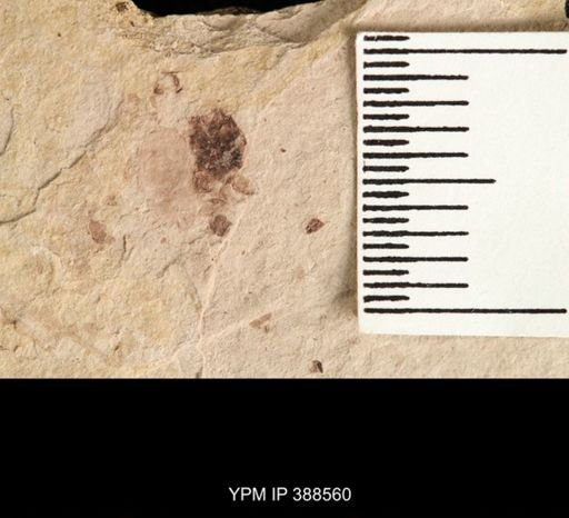 Staphylinidae