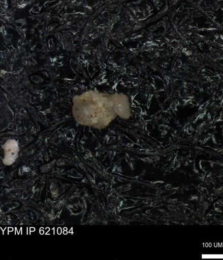undet. Foraminiferida