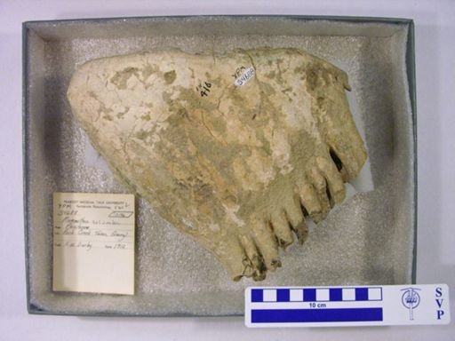 Mammuthus columbi