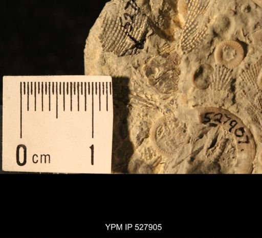 Aganaster gregarius