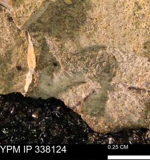undet. Bivalvia