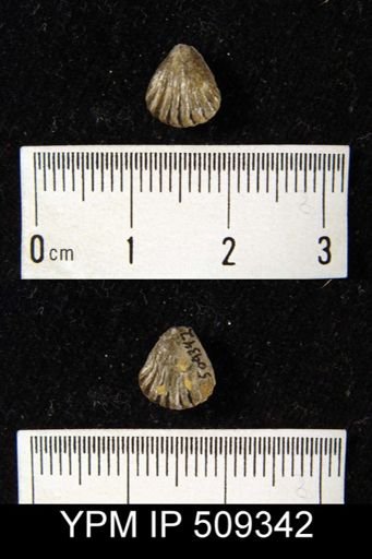 undet. Rhynchonellida
