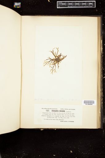 Dictyopteris delicatula