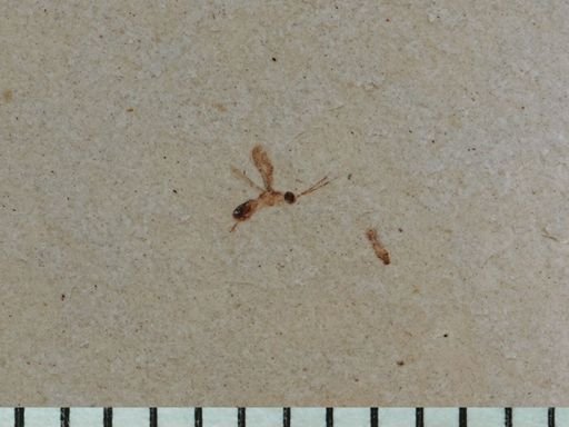 undet. Hymenoptera