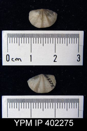 Apheoorthis sp.
