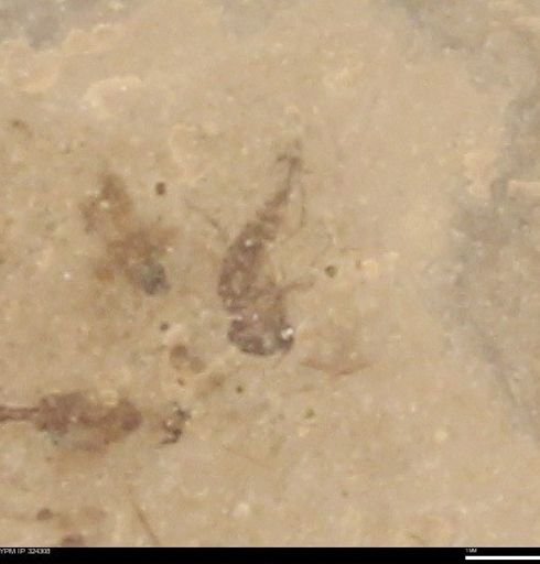 undet. Insecta