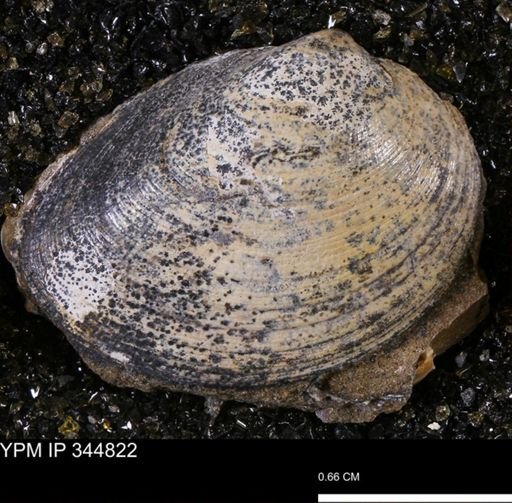 Limopsis striatopunctatus