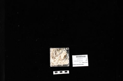 Plectorhinchus lineatus