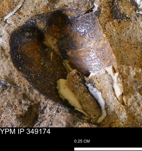 undet. Bivalvia