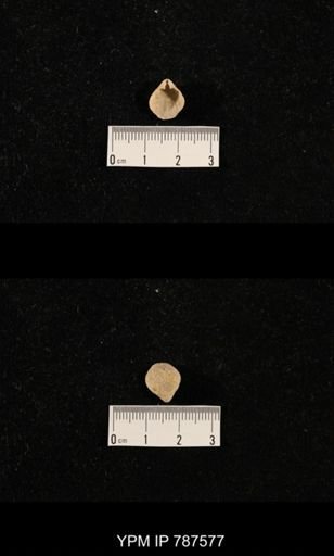 undet. Brachiopoda