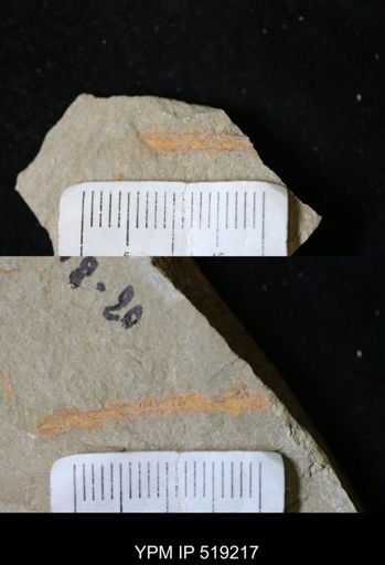 Ichnofossil