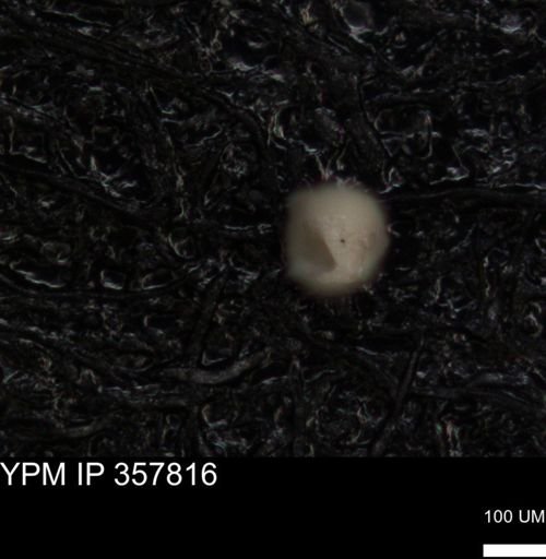 undet. Foraminiferida