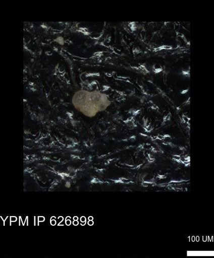 undet. Heterohelicidae