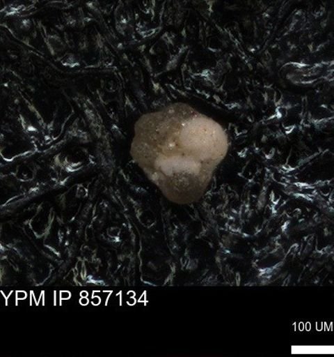 undet. Foraminiferida