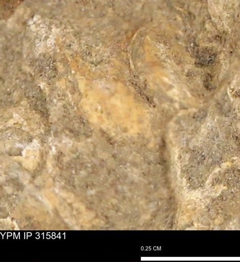 undet. Mollusca