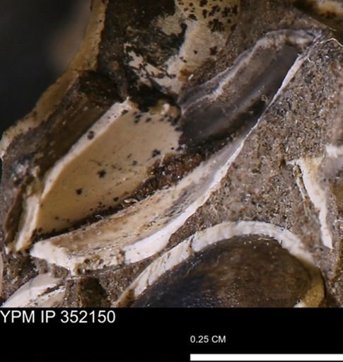undet. Bivalvia