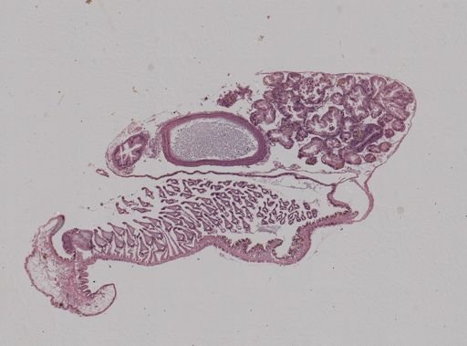 Crepidula