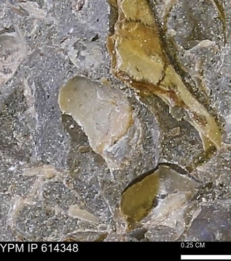 Limopsis striatopunctatus