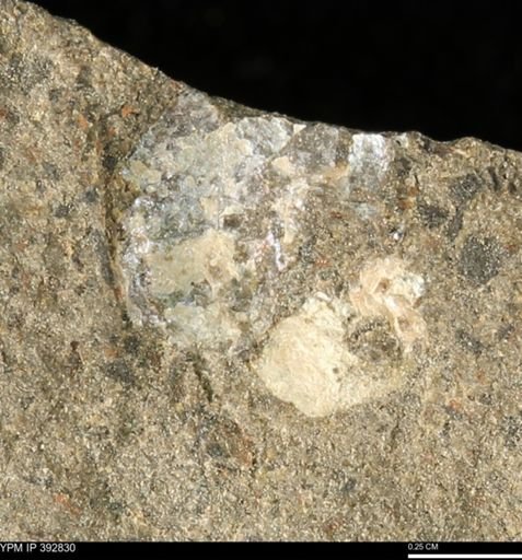 Scaphites sp.
