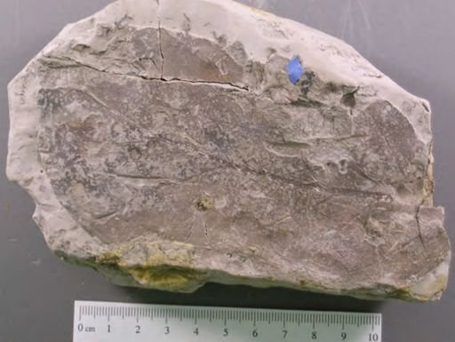 Andromeda latifolia