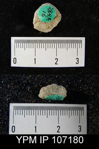 Dictyonella gibbosa