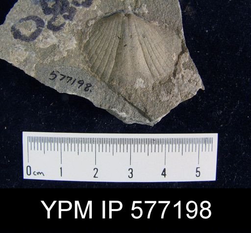 Platyrachella sp.