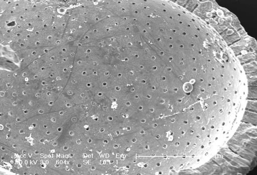 Globorotalia inflata