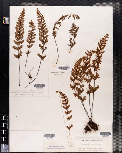 Cheilanthes vestita