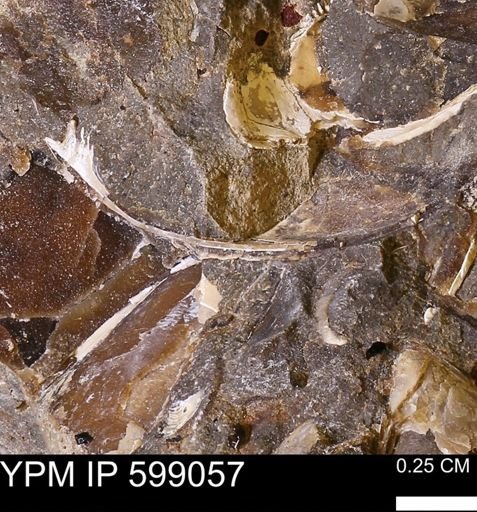undet. Mollusca