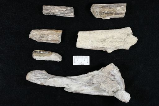 Protosphyraena sp.