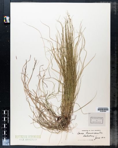 Carex brunnescens