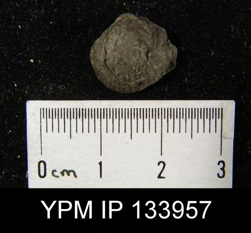 Productella spinulicosta