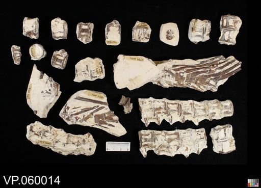 undet. Aulopiformes