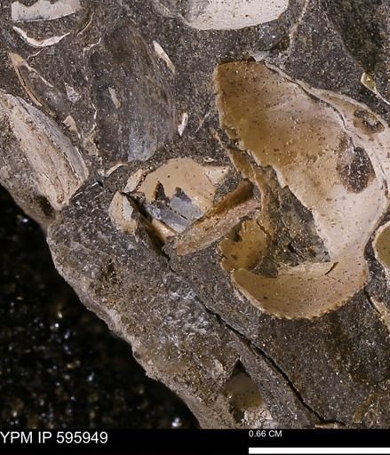 Dosiniopsis?