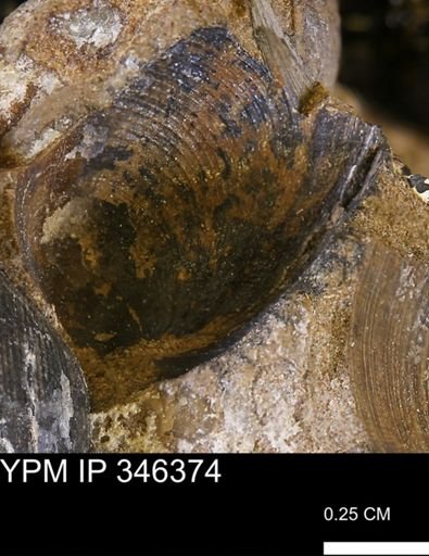 Limopsis striatopunctatus