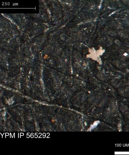 undet. Porifera