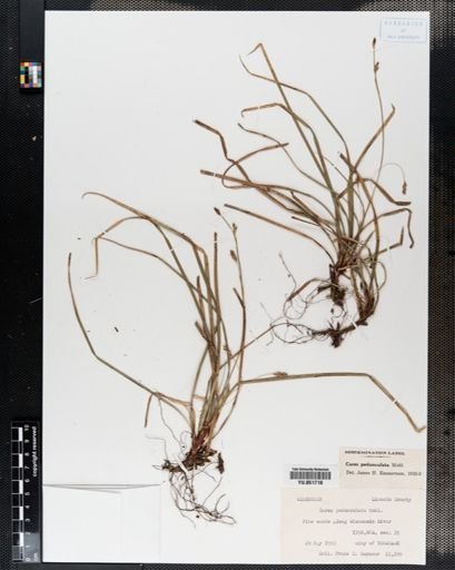 Carex pedunculata
