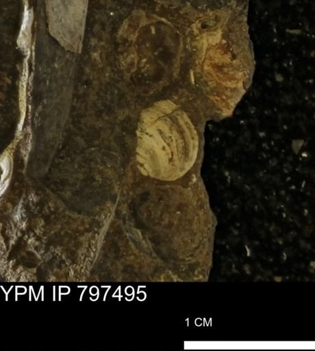 undet. Bivalvia