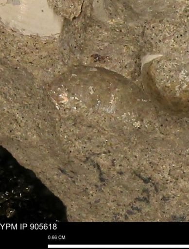 undet. Mollusca