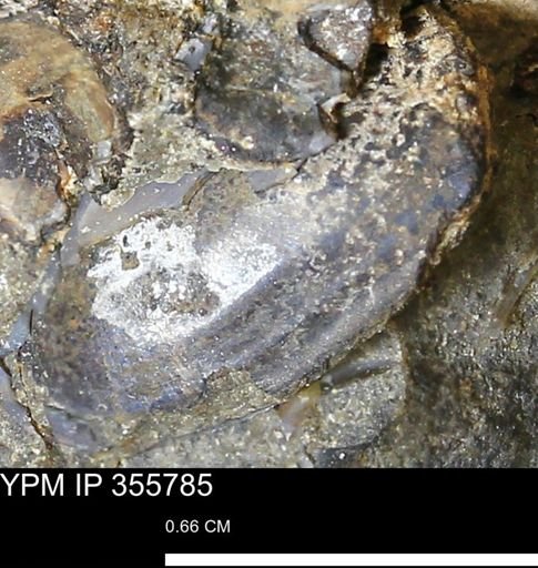 undet. Scaphitidae