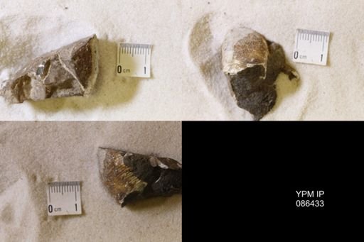 undet. Scaphitidae