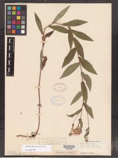 Eurybia radula
