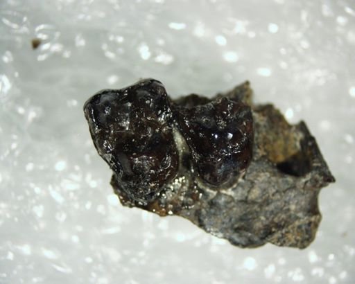 Pelycodus sp.